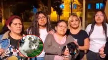 Vecinos denuncian envenenamiento masivo de gatitos en San Luis: al menos siete animalitos han muerto